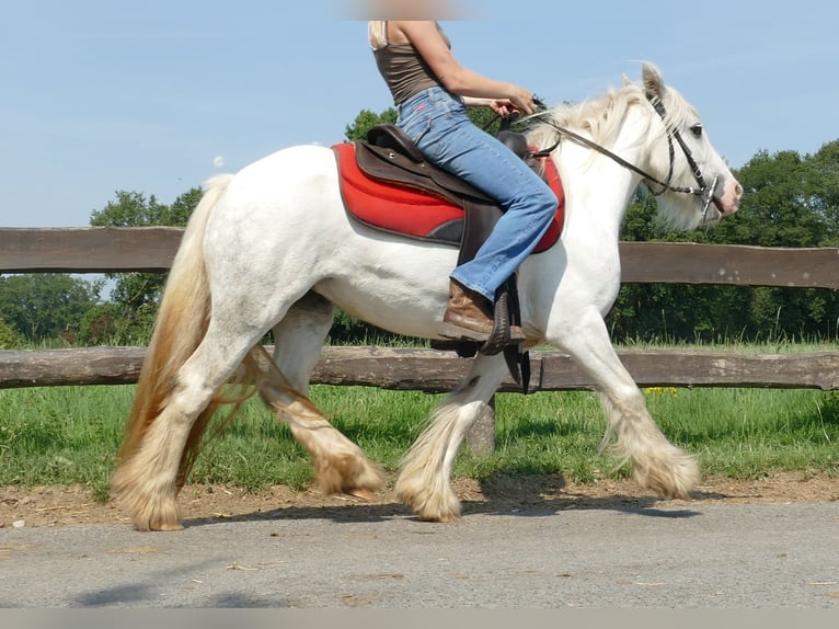 Cob Irlandese / Tinker / Gypsy Vanner Giumenta 4 Anni 129 cm Grigio in Lathen