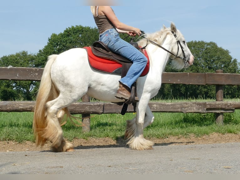 Cob Irlandese / Tinker / Gypsy Vanner Giumenta 4 Anni 129 cm Grigio in Lathen