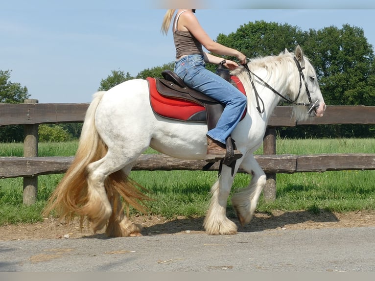 Cob Irlandese / Tinker / Gypsy Vanner Giumenta 4 Anni 129 cm Grigio in Lathen