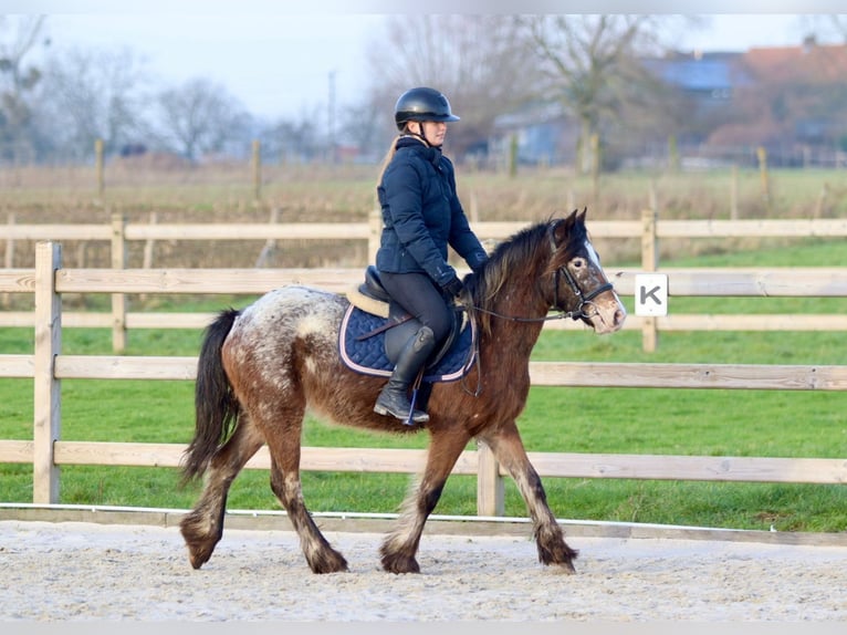 Cob Irlandese / Tinker / Gypsy Vanner Giumenta 4 Anni 130 cm Tobiano-tutti i colori in Bogaarden