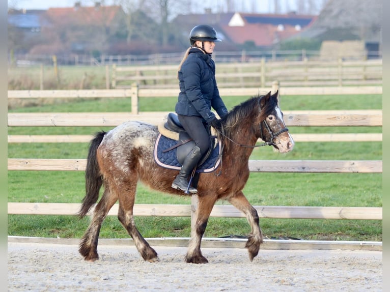 Cob Irlandese / Tinker / Gypsy Vanner Giumenta 4 Anni 130 cm Tobiano-tutti i colori in Bogaarden