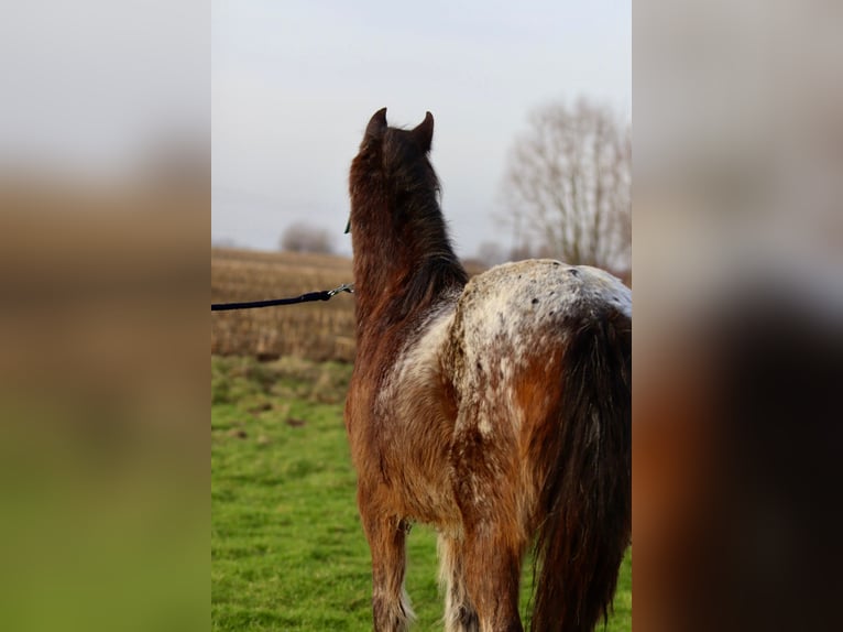 Cob Irlandese / Tinker / Gypsy Vanner Giumenta 4 Anni 130 cm Tobiano-tutti i colori in Bogaarden