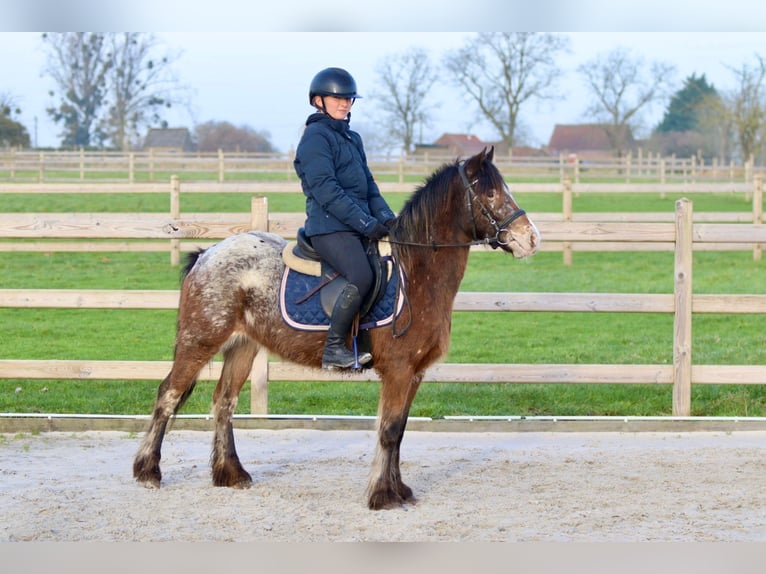 Cob Irlandese / Tinker / Gypsy Vanner Giumenta 4 Anni 130 cm Tobiano-tutti i colori in Bogaarden