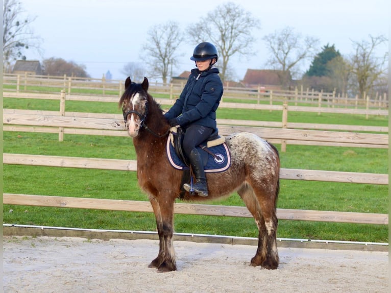 Cob Irlandese / Tinker / Gypsy Vanner Giumenta 4 Anni 130 cm Tobiano-tutti i colori in Bogaarden