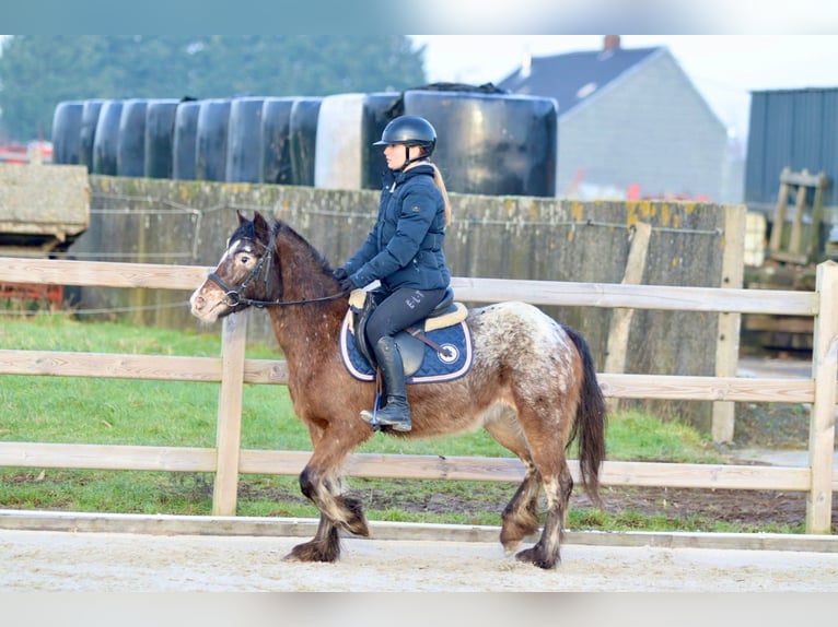 Cob Irlandese / Tinker / Gypsy Vanner Giumenta 4 Anni 130 cm Tobiano-tutti i colori in Bogaarden