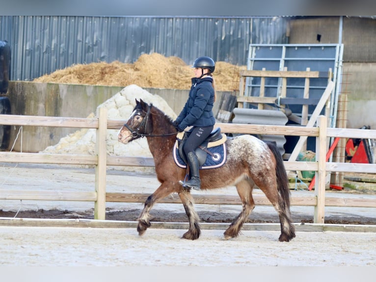 Cob Irlandese / Tinker / Gypsy Vanner Giumenta 4 Anni 130 cm Tobiano-tutti i colori in Bogaarden