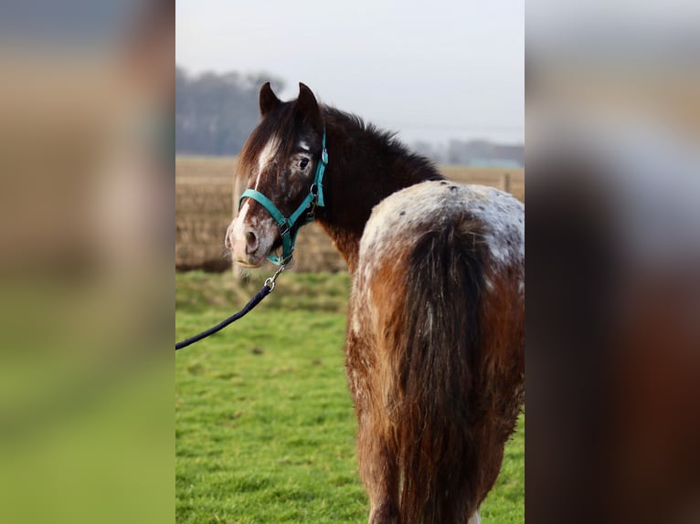 Cob Irlandese / Tinker / Gypsy Vanner Giumenta 4 Anni 130 cm Tobiano-tutti i colori in Bogaarden