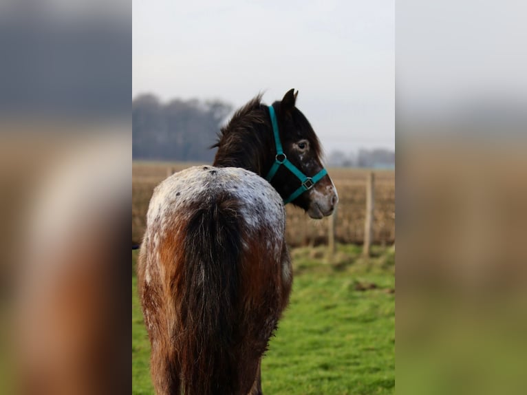 Cob Irlandese / Tinker / Gypsy Vanner Giumenta 4 Anni 130 cm Tobiano-tutti i colori in Bogaarden