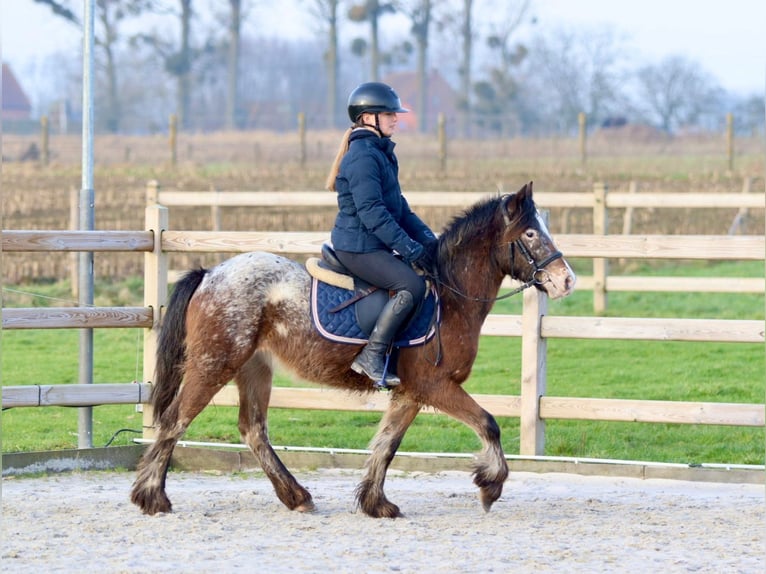 Cob Irlandese / Tinker / Gypsy Vanner Giumenta 4 Anni 130 cm Tobiano-tutti i colori in Bogaarden