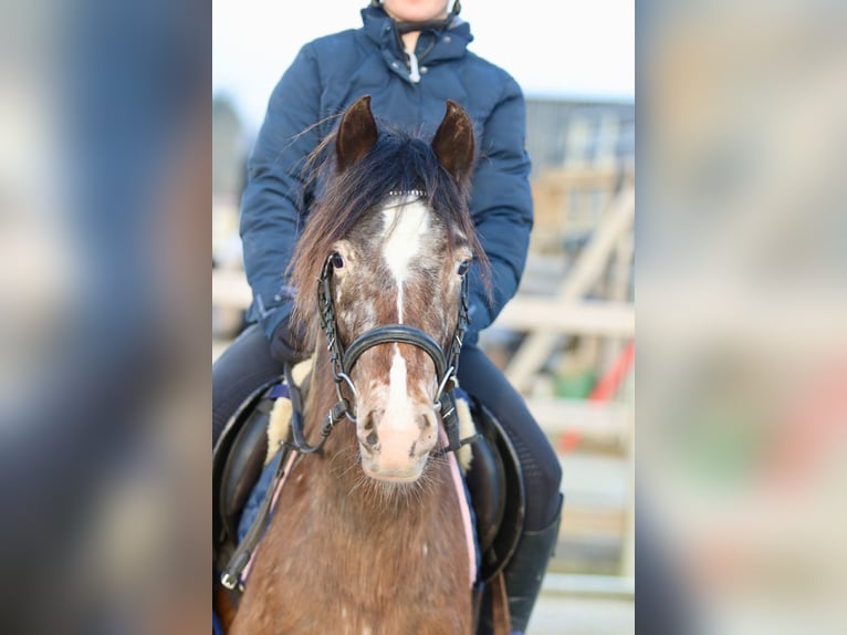 Cob Irlandese / Tinker / Gypsy Vanner Giumenta 4 Anni 130 cm Tobiano-tutti i colori in Bogaarden