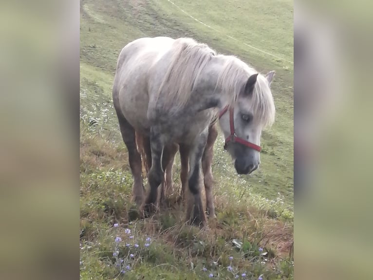 Cob Irlandese / Tinker / Gypsy Vanner Giumenta 4 Anni 134 cm Grigio pezzato in Paldau