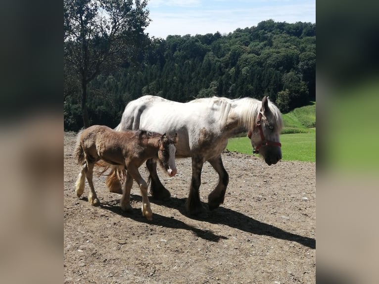 Cob Irlandese / Tinker / Gypsy Vanner Giumenta 4 Anni 134 cm Grigio pezzato in Paldau