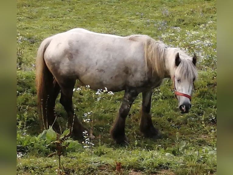 Cob Irlandese / Tinker / Gypsy Vanner Giumenta 4 Anni 134 cm Grigio pezzato in Paldau