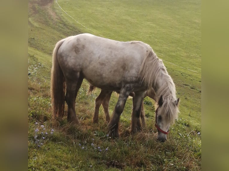 Cob Irlandese / Tinker / Gypsy Vanner Giumenta 4 Anni 134 cm Grigio pezzato in Paldau