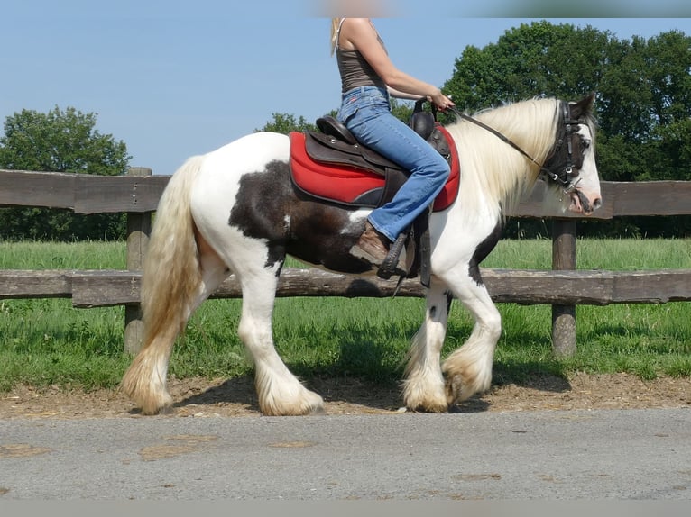 Cob Irlandese / Tinker / Gypsy Vanner Giumenta 4 Anni 135 cm Pezzato in Lathen