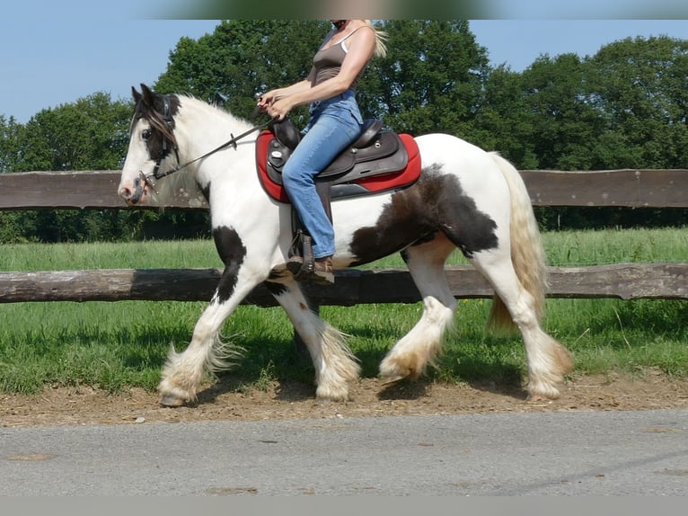 Cob Irlandese / Tinker / Gypsy Vanner Giumenta 4 Anni 135 cm Pezzato in Lathen