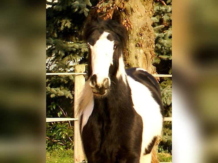 Cob Irlandese / Tinker / Gypsy Vanner Giumenta 4 Anni 135 cm Pezzato in Velpke