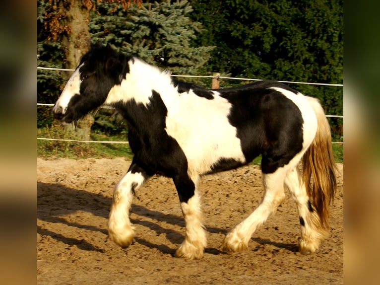 Cob Irlandese / Tinker / Gypsy Vanner Giumenta 4 Anni 135 cm Pezzato in Velpke