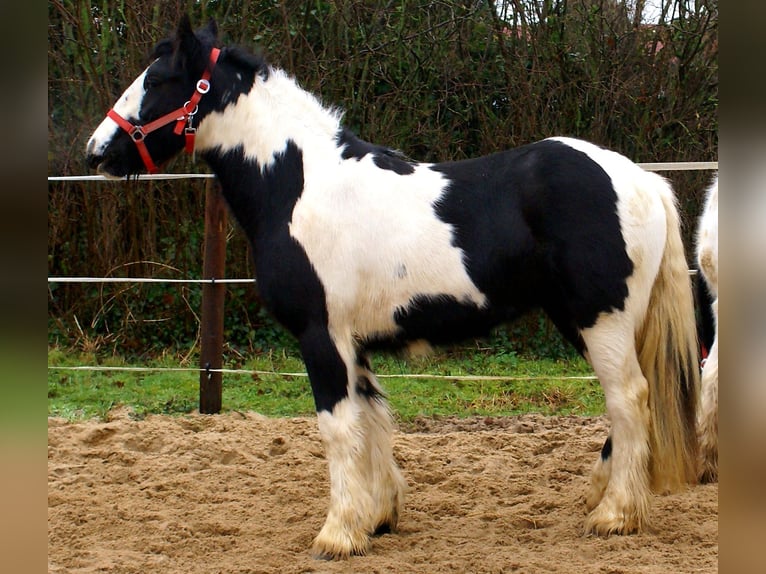 Cob Irlandese / Tinker / Gypsy Vanner Giumenta 4 Anni 135 cm Pezzato in Velpke