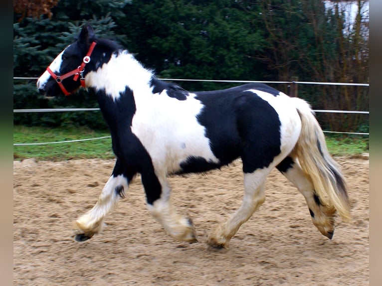 Cob Irlandese / Tinker / Gypsy Vanner Giumenta 4 Anni 135 cm Pezzato in Velpke