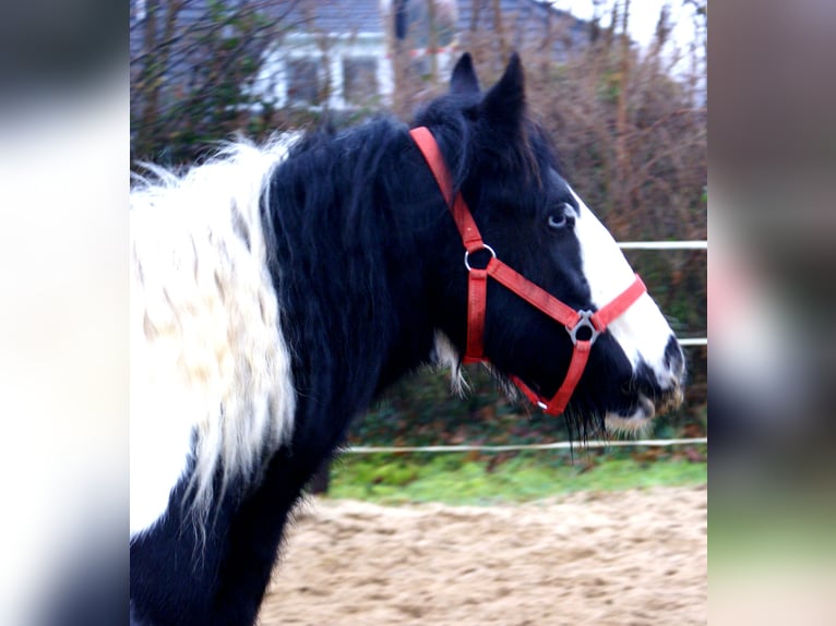 Cob Irlandese / Tinker / Gypsy Vanner Giumenta 4 Anni 135 cm Pezzato in Velpke