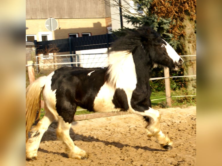 Cob Irlandese / Tinker / Gypsy Vanner Giumenta 4 Anni 135 cm Pezzato in Velpke