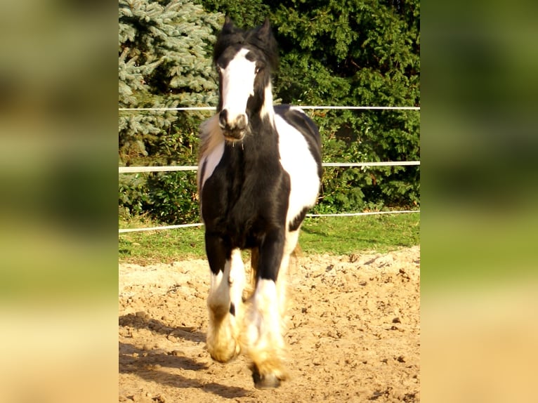 Cob Irlandese / Tinker / Gypsy Vanner Giumenta 4 Anni 135 cm Pezzato in Velpke