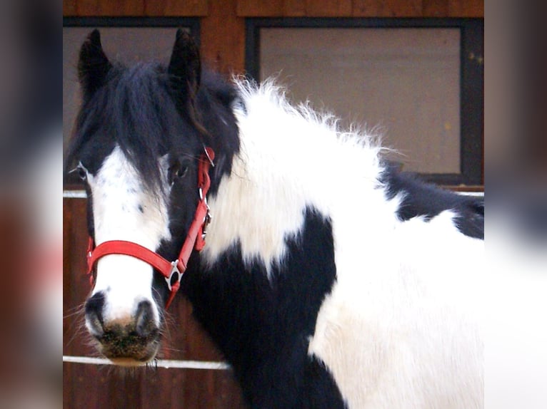 Cob Irlandese / Tinker / Gypsy Vanner Giumenta 4 Anni 135 cm Pezzato in Velpke