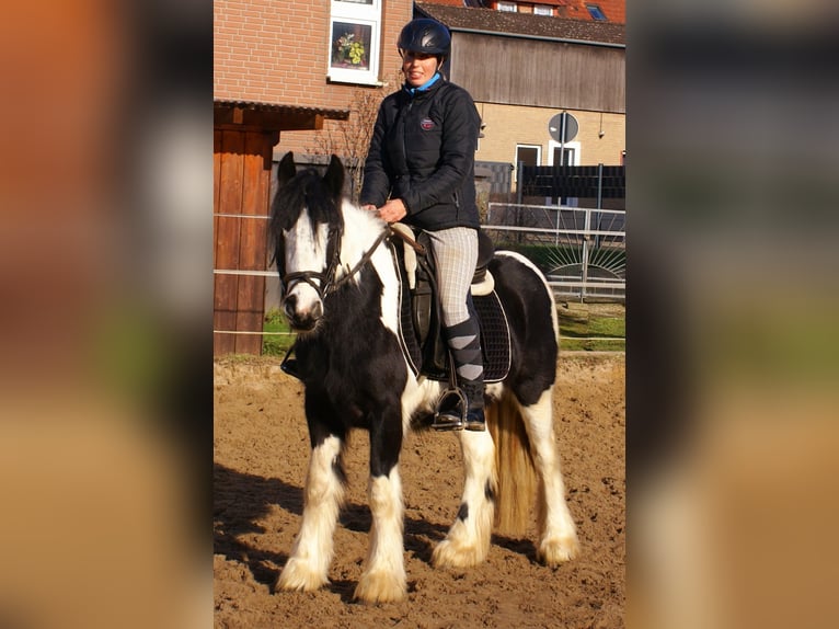 Cob Irlandese / Tinker / Gypsy Vanner Giumenta 4 Anni 135 cm Pezzato in Velpke