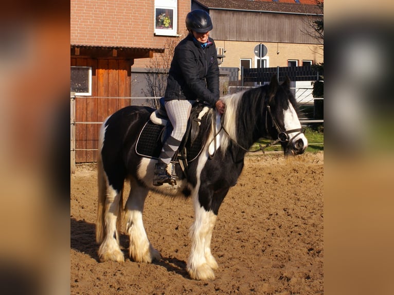 Cob Irlandese / Tinker / Gypsy Vanner Giumenta 4 Anni 135 cm Pezzato in Velpke