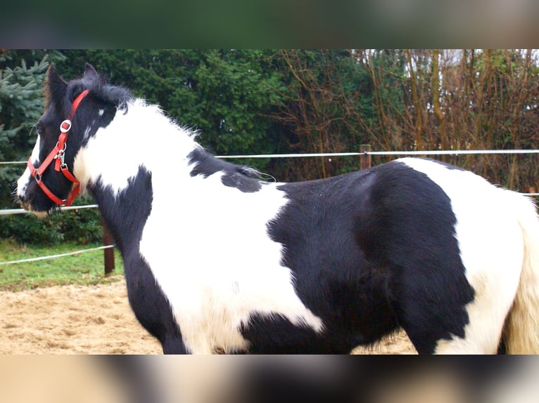 Cob Irlandese / Tinker / Gypsy Vanner Giumenta 4 Anni 135 cm Pezzato in Velpke