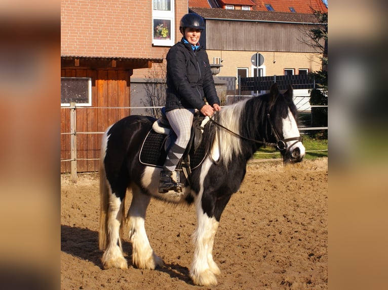 Cob Irlandese / Tinker / Gypsy Vanner Giumenta 4 Anni 135 cm Pezzato in Velpke