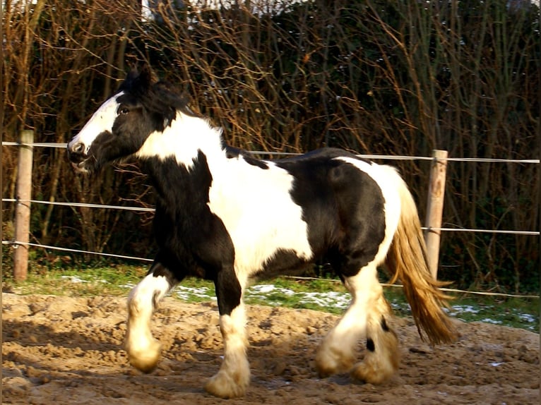 Cob Irlandese / Tinker / Gypsy Vanner Giumenta 4 Anni 135 cm Pezzato in Velpke