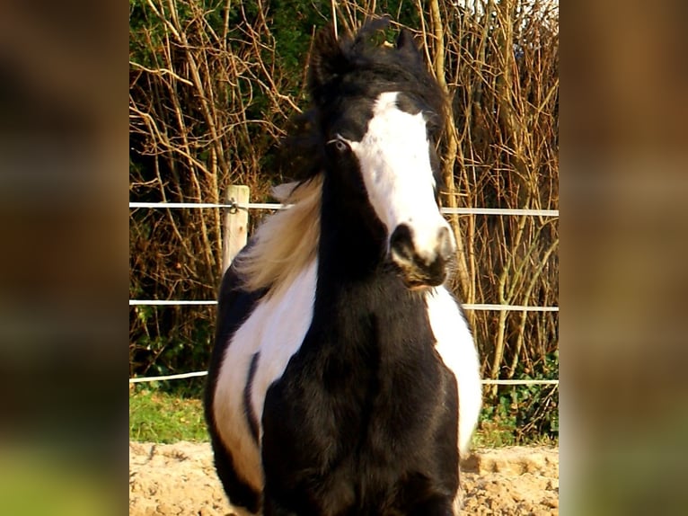 Cob Irlandese / Tinker / Gypsy Vanner Giumenta 4 Anni 135 cm Pezzato in Velpke