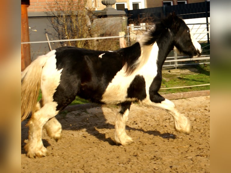 Cob Irlandese / Tinker / Gypsy Vanner Giumenta 4 Anni 135 cm Pezzato in Velpke