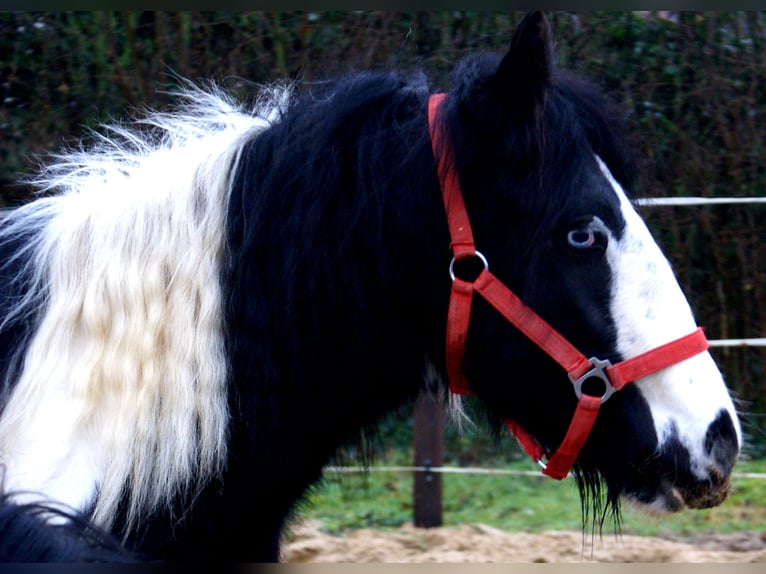 Cob Irlandese / Tinker / Gypsy Vanner Giumenta 4 Anni 135 cm Pezzato in Velpke