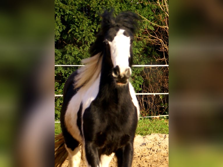 Cob Irlandese / Tinker / Gypsy Vanner Giumenta 4 Anni 135 cm Pezzato in Velpke