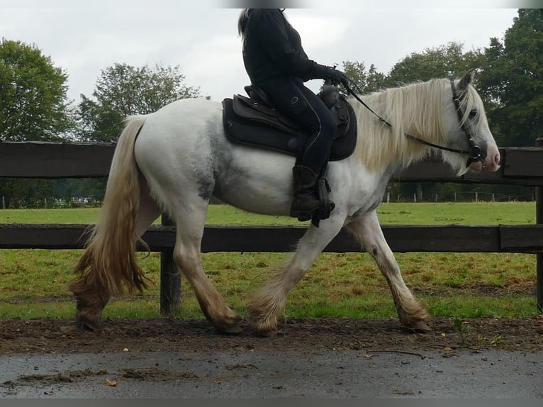 Cob Irlandese / Tinker / Gypsy Vanner Giumenta 4 Anni 137 cm Pezzato in Lathen