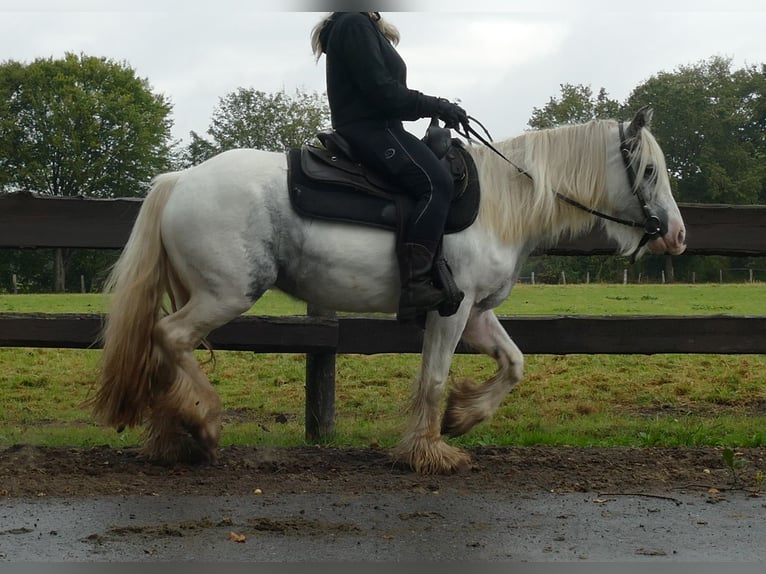 Cob Irlandese / Tinker / Gypsy Vanner Giumenta 4 Anni 137 cm Pezzato in Lathen