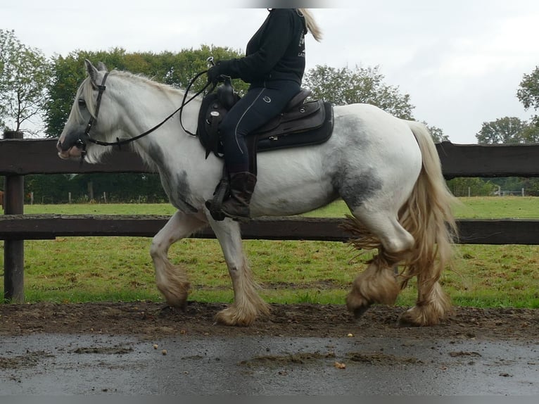 Cob Irlandese / Tinker / Gypsy Vanner Giumenta 4 Anni 137 cm Pezzato in Lathen