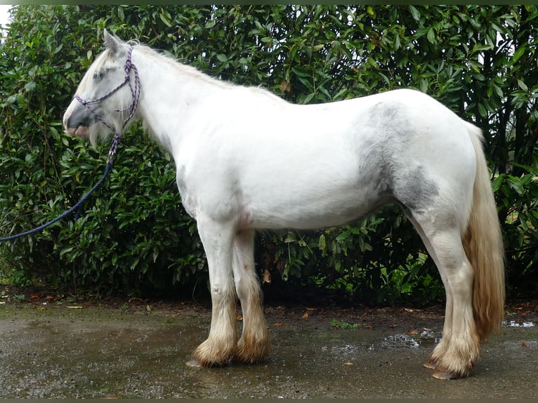 Cob Irlandese / Tinker / Gypsy Vanner Giumenta 4 Anni 137 cm Pezzato in Lathen