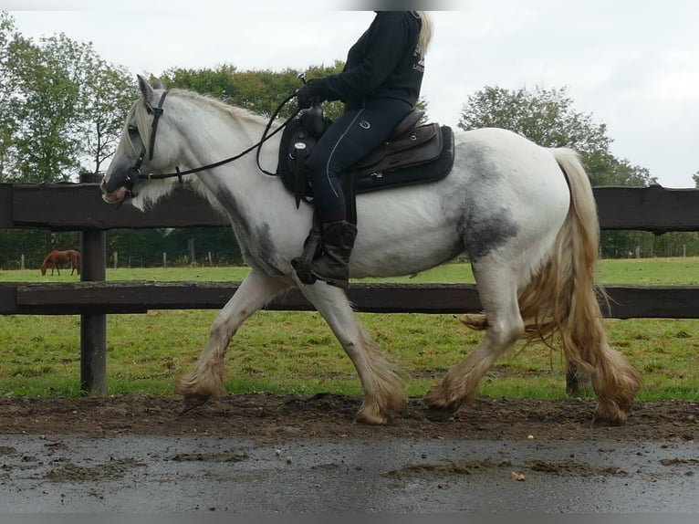 Cob Irlandese / Tinker / Gypsy Vanner Giumenta 4 Anni 137 cm Pezzato in Lathen