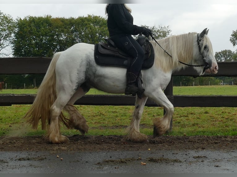 Cob Irlandese / Tinker / Gypsy Vanner Giumenta 4 Anni 137 cm Pezzato in Lathen