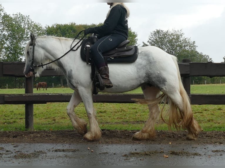 Cob Irlandese / Tinker / Gypsy Vanner Giumenta 4 Anni 137 cm Pezzato in Lathen