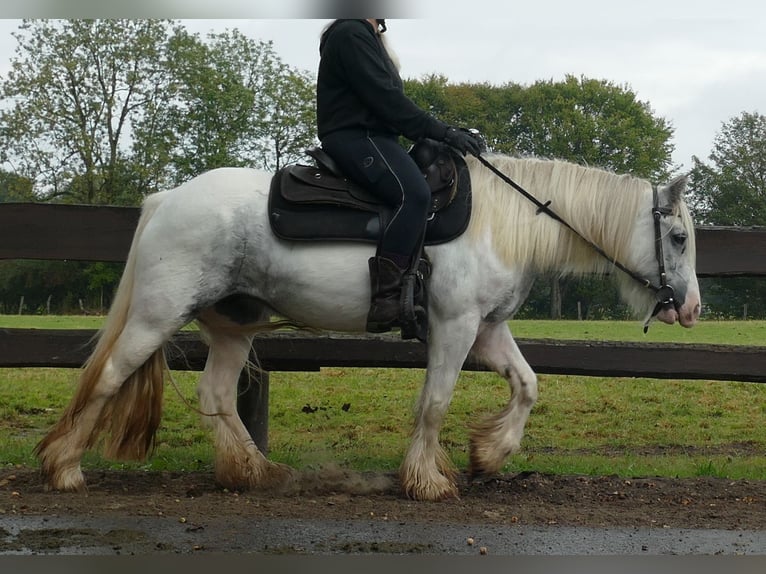 Cob Irlandese / Tinker / Gypsy Vanner Giumenta 4 Anni 137 cm Pezzato in Lathen