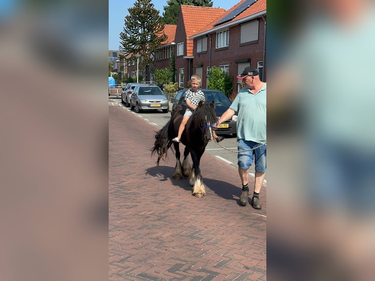 Cob Irlandese / Tinker / Gypsy Vanner Giumenta 4 Anni 138 cm Pezzato in Vienenburg