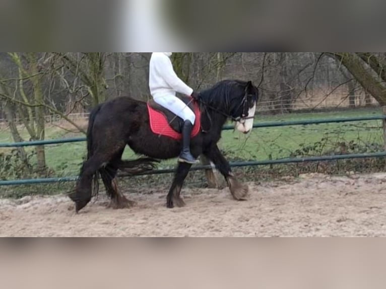 Cob Irlandese / Tinker / Gypsy Vanner Giumenta 4 Anni 140 cm Morello in Issum