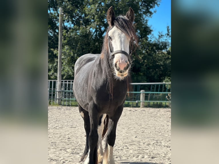 Cob Irlandese / Tinker / Gypsy Vanner Giumenta 4 Anni 140 cm Morello in Issum