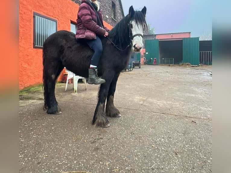 Cob Irlandese / Tinker / Gypsy Vanner Giumenta 4 Anni 140 cm Morello in Issum