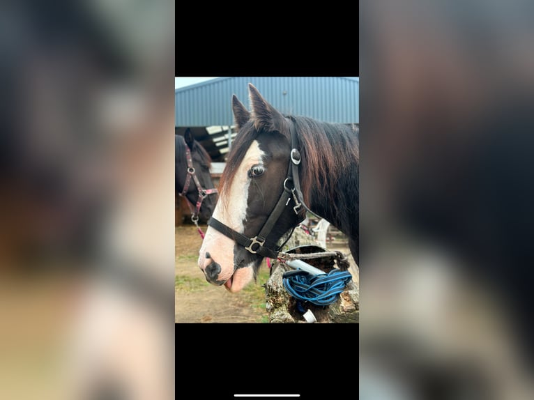 Cob Irlandese / Tinker / Gypsy Vanner Giumenta 4 Anni 140 cm Morello in Issum